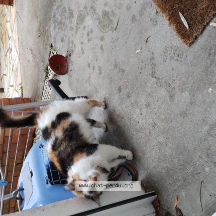 Foto 1/1 Gato encontrado Encontrado en Beaune la rolande