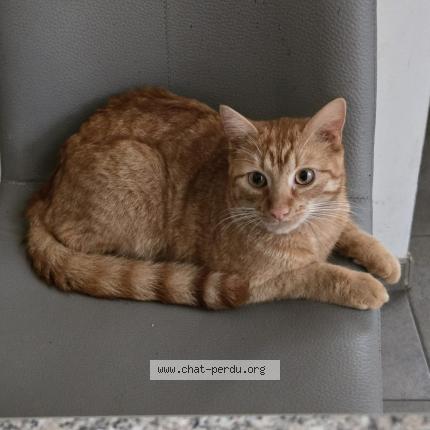 Foto 1/1 Eliot Chat perdido en Marcinelle