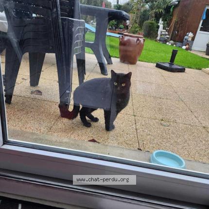 Foto 1/1 Miccio Chat perdido en Quimper