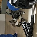 Foto del gato perdido en Saint Malo