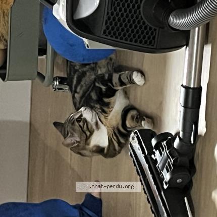 Foto 1/1 tom Chat perdido en Saint malo