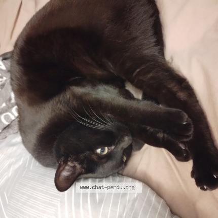 Foto 1/1 Pitô Chat perdido en Foix