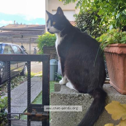 Foto 1/1 Gaspard Chat perdido en Talence