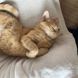 Foto del gato perdido en Fouesnant