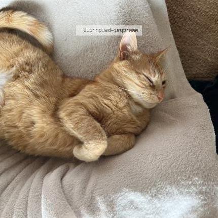 Foto 1/1 Oscars Chat perdido en Fouesnant