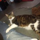 Foto del gato perdido en Medreac