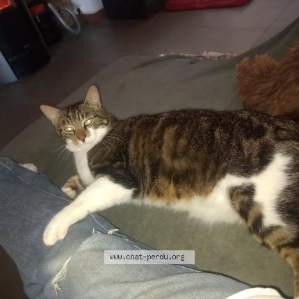 Foto 1/1 ROWAN Chat perdido en Medreac