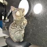 Foto del gato perdido en Boisseron