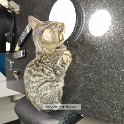 Foto 1/1 Aldo Chat perdido en Boisseron