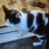 Foto de gato encontrado en Tours