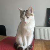 Foto del gato perdido en Nantes