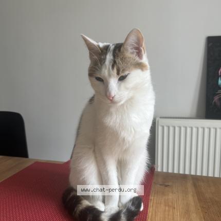 Foto 1/1 Zana Chat perdido en Nantes