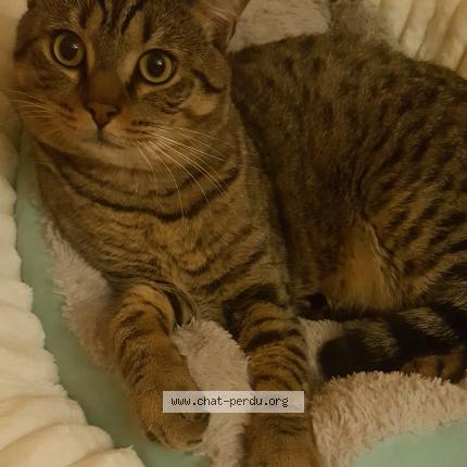 Foto 1/1 Sariaa Chat perdido en Chambly