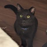 Foto del gato perdido en Jefferson