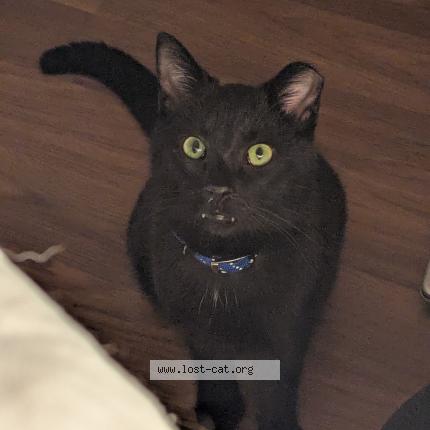 Foto 1/1 Onyx Chat perdido en Jefferson