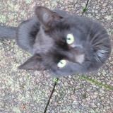 Foto de gato encontrado en Launois Sur Vence