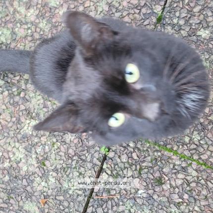 Foto 1/1 Gato encontrado Encontrado en Launois sur vence