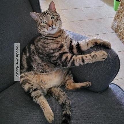 Foto 1/1 Pacha Chat perdido en Saint martin lez tatinghem