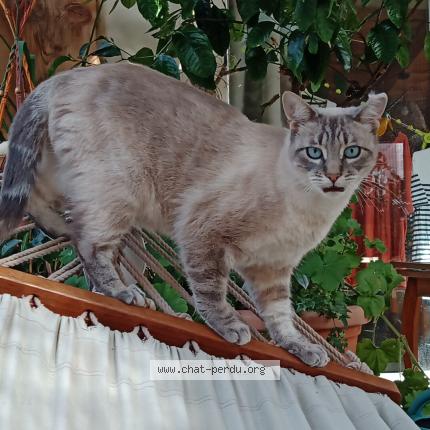 Foto 1/1 TIMOON Chat perdido en Angoulins sur mer