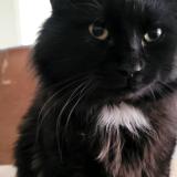 Foto del gato perdido en Saint Eustache