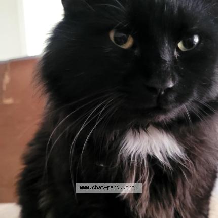 Foto 1/5 Pepiou Chat perdido en Saint eustache