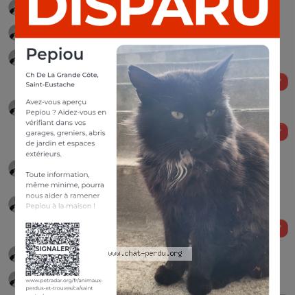 Foto 2/5 Pepiou Chat perdido en Saint eustache