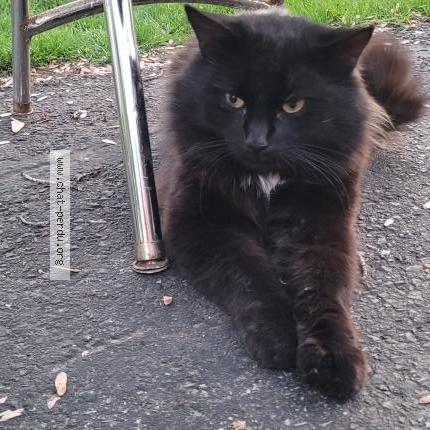 Foto 3/5 Pepiou Chat perdido en Saint eustache