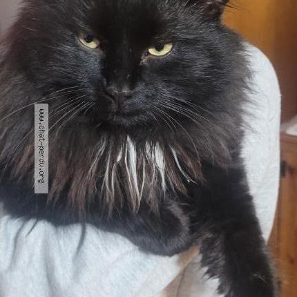 Foto 4/5 Pepiou Chat perdido en Saint eustache