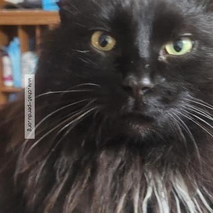 Foto 5/5 Pepiou Chat perdido en Saint eustache