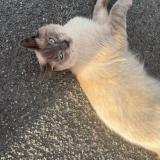 Foto del gato perdido en Saint Nazaire
