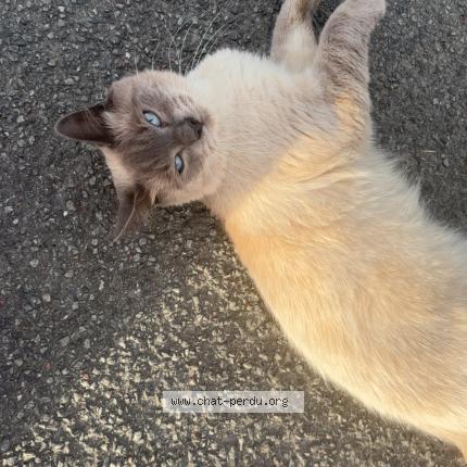 Foto 1/1 Polochon Chat perdido en Saint nazaire