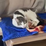 Foto del gato perdido en Doix Les Fontaines