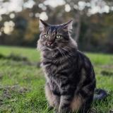 Foto del gato perdido en Lignac