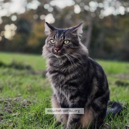 Foto 1/1 Néo Chat perdido en Lignac