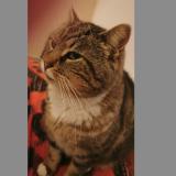 Foto del gato perdido en Le Gua