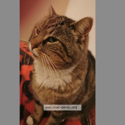 Foto 1/3 nounours Chat perdido en Le gua