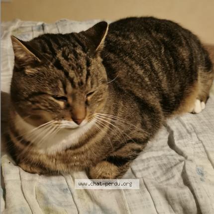 Foto 2/3 nounours Chat perdido en Le gua