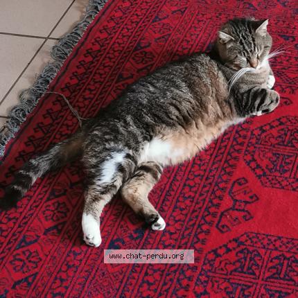 Foto 3/3 nounours Chat perdido en Le gua