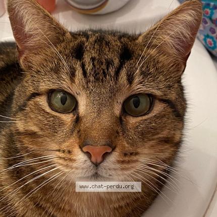 Foto 1/1 Gato encontrado Perdido en Plouha