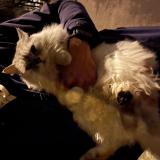 Foto de gato encontrado en Annecy