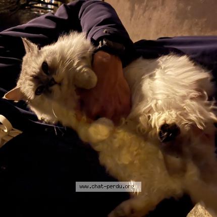 Foto 1/1 Gato encontrado Encontrado en Annecy