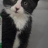 Foto del gato perdido en Paris