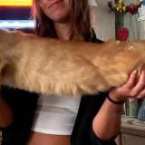 Foto del gato perdido en Bar Le Duc