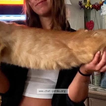 Foto 1/1 Upercut Chat perdido en Bar le duc