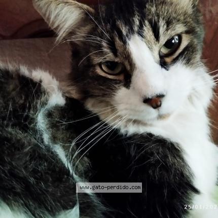 Foto del gato perdido en Cochabamba