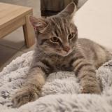 Foto del gato perdido en Gerzat