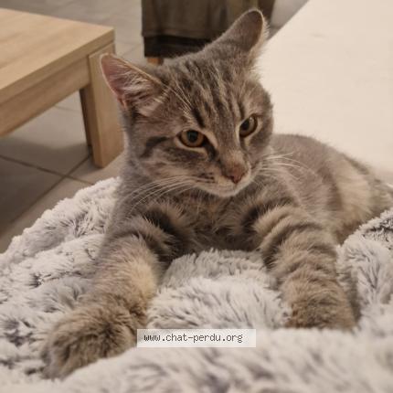 Foto 1/1 Coyotte Chat perdido en Gerzat