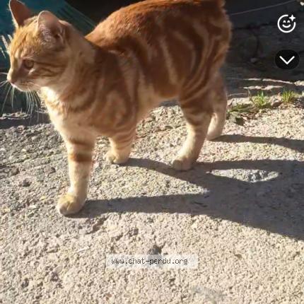 Foto 1/1 Gato encontrado Perdido en Cheptainville