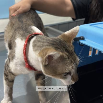 Foto 1/1 Gato encontrado Encontrado en Montevideo