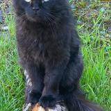 Foto del gato perdido en Saint Bruno